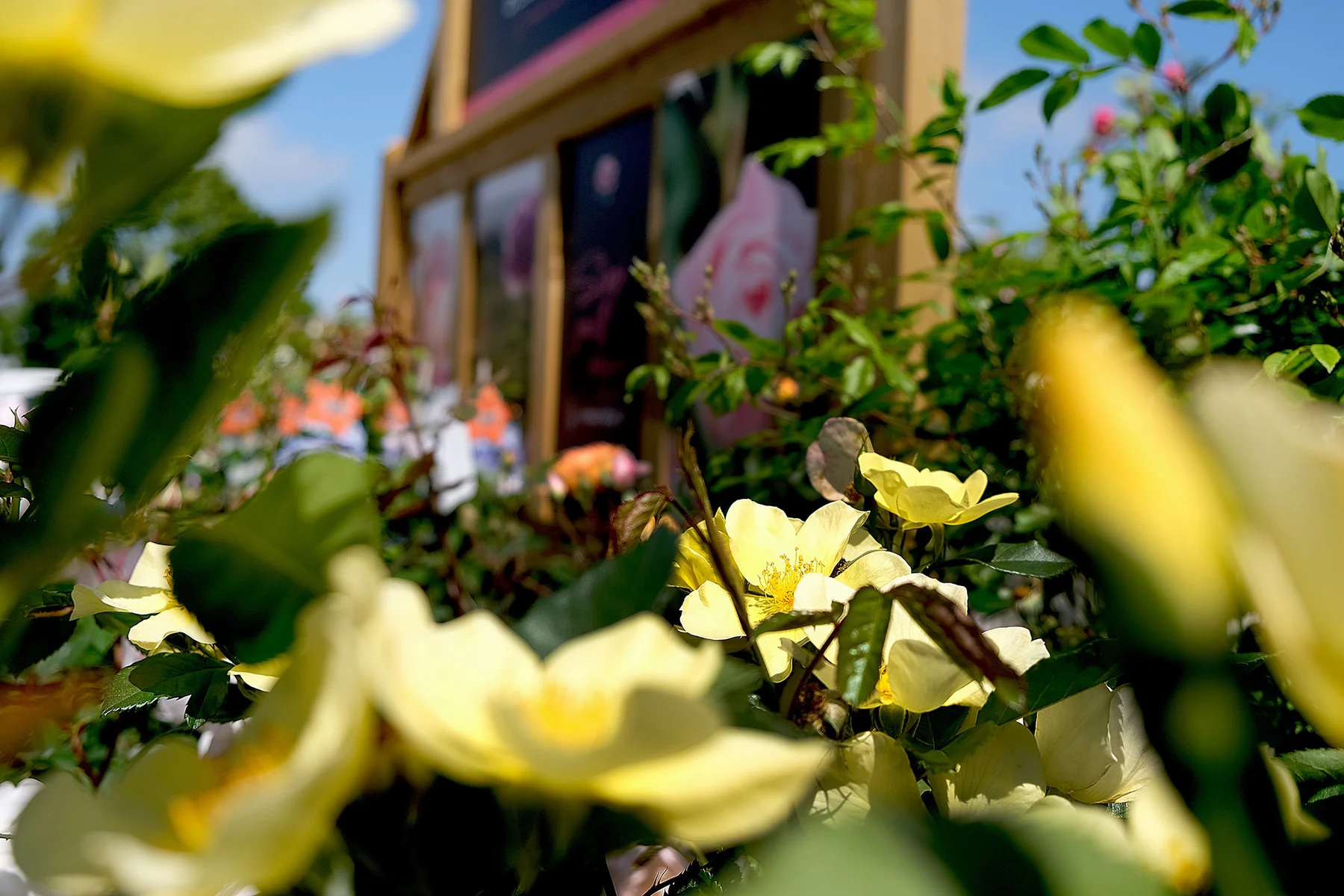 Haal de rozenkwekerij in huis